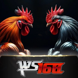 ws168 - boybet168